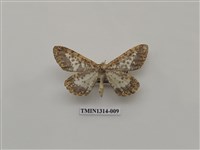 藏品(撒旦豹紋尺蛾)的圖片